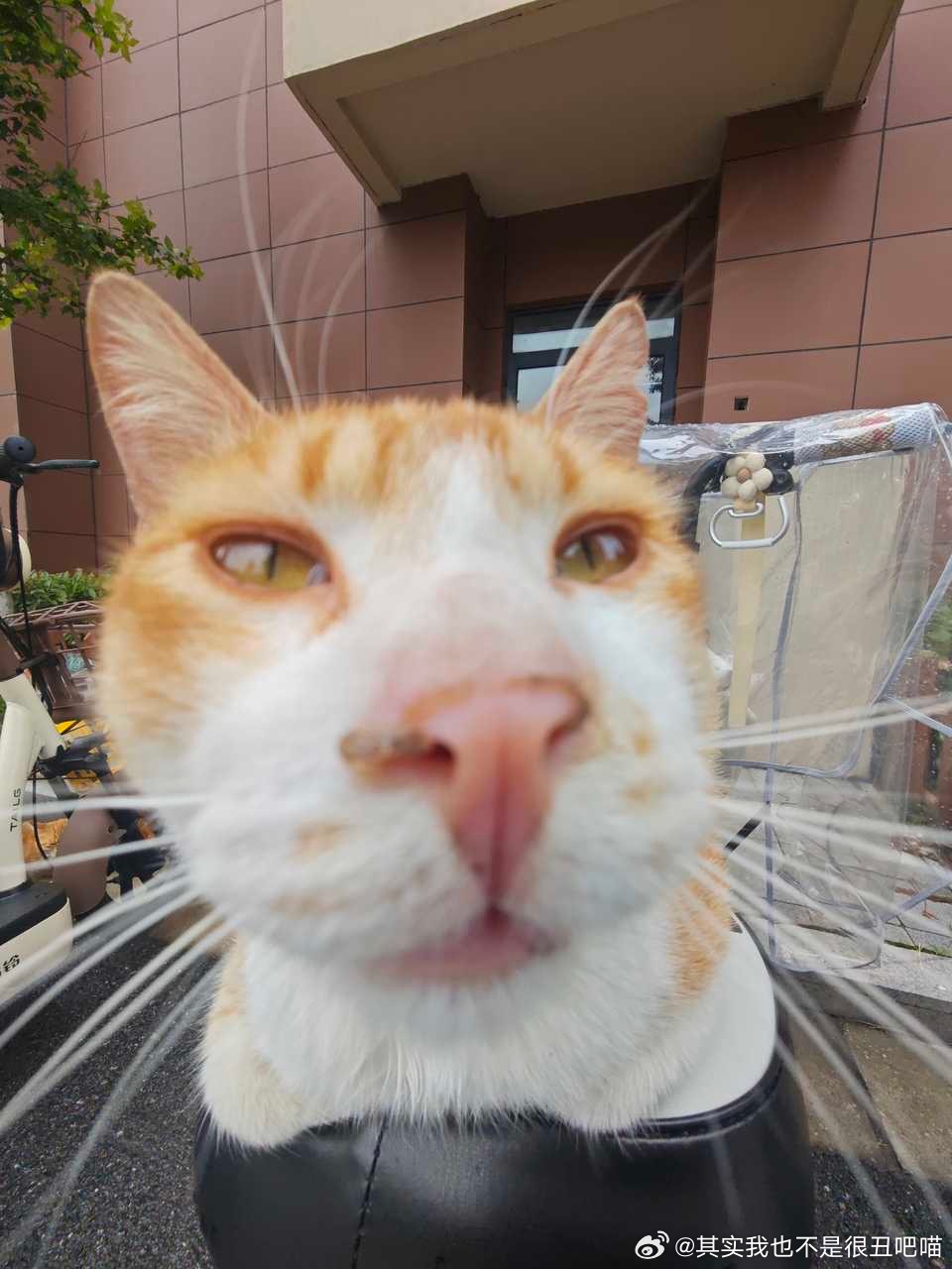 49920【丑猫】包子 