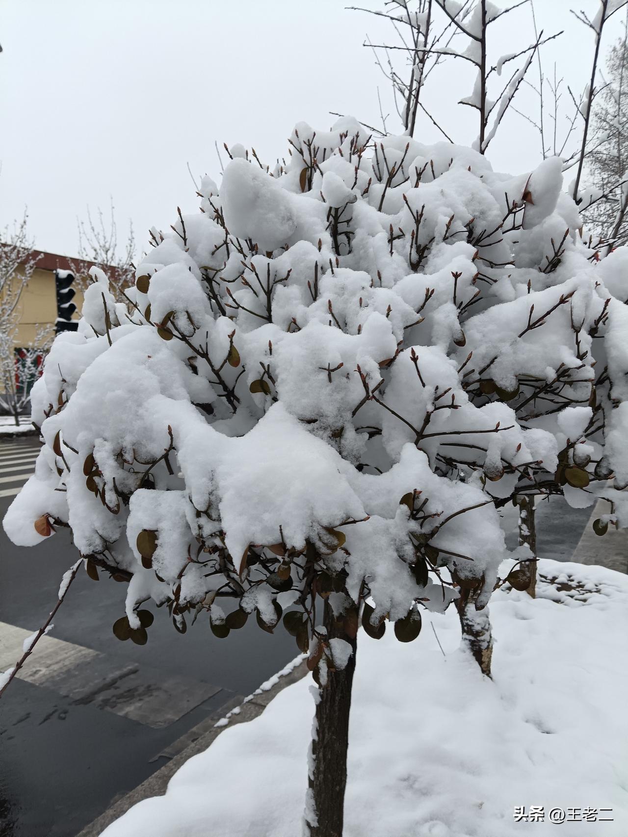 瑞雪兆丰年？还是天寒地又冻？昨晚的一场大雪，降临长平大地。这是今天上午，小编拍摄