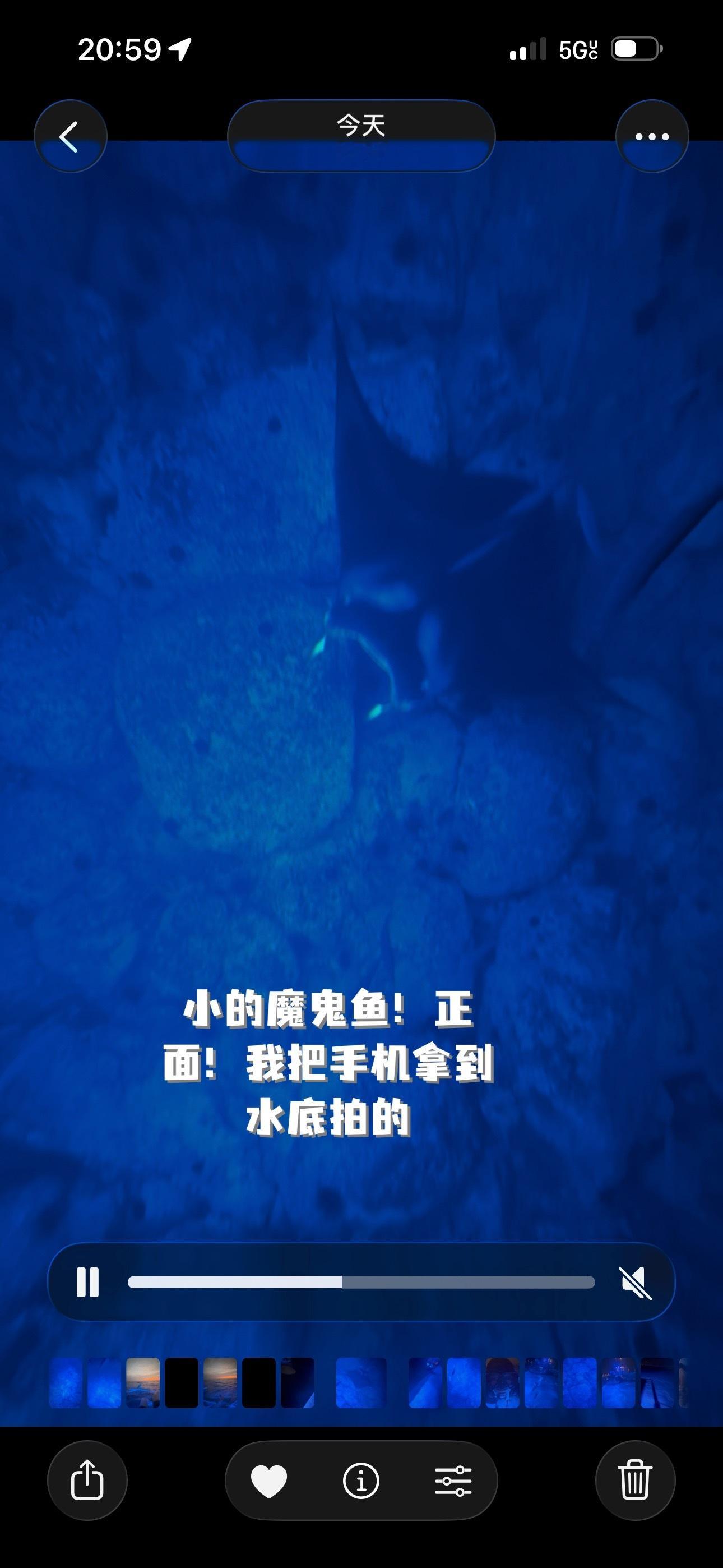 今日份plog～晚上看到魔鬼鱼了！！看到了三只有大有小（我都录下来了！请期待我的