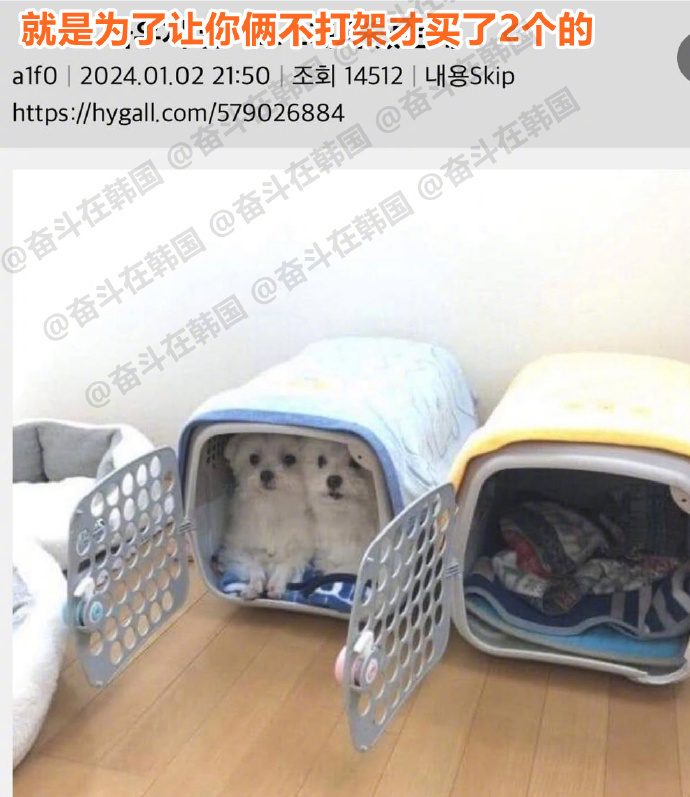 为了让小狗不打架，所以才买了两个窝，结果... 海外新鲜事 热点现场