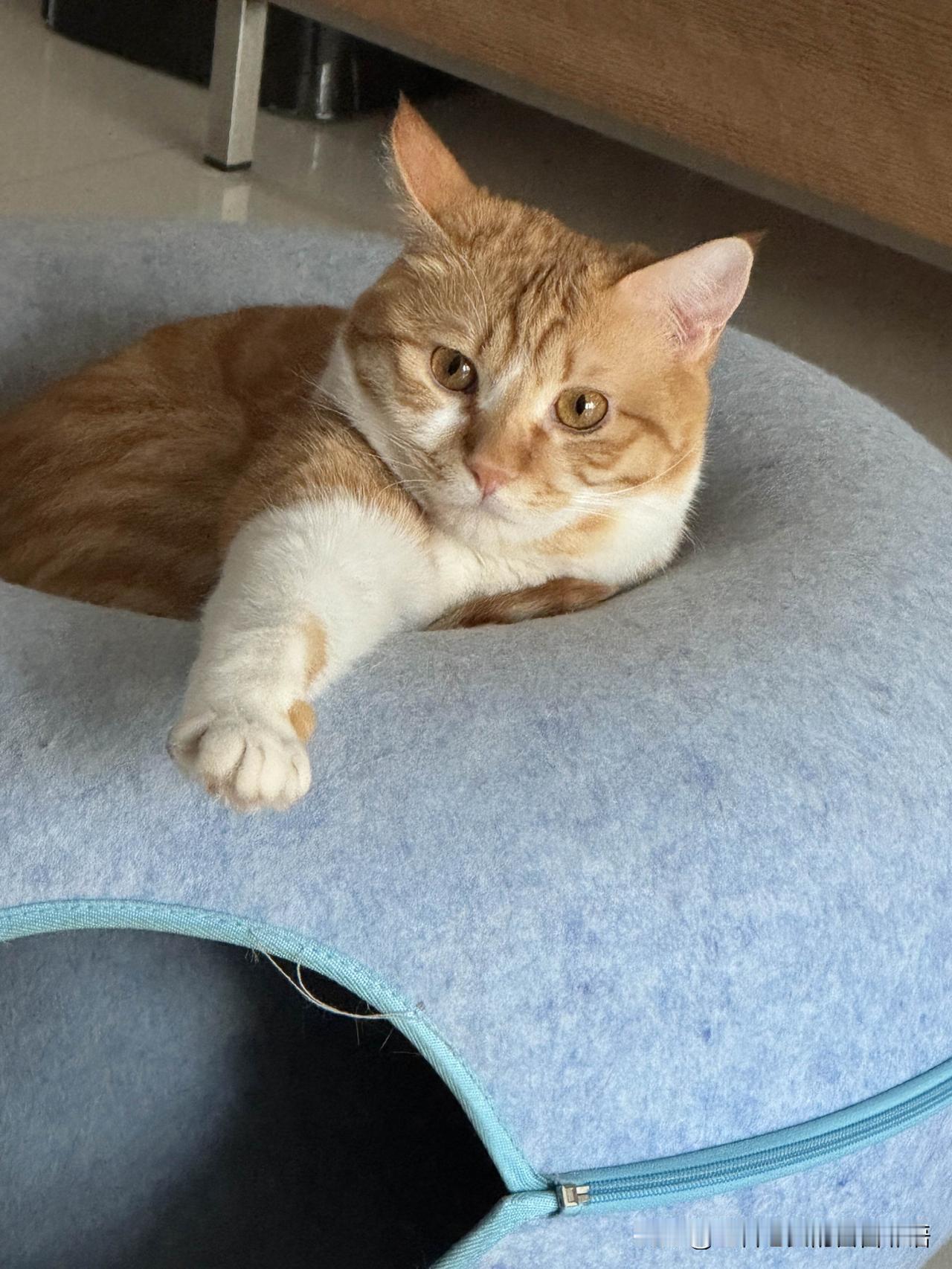 分享一张你家猫咪现在在干啥