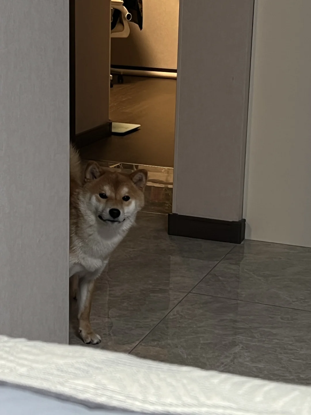 柴犬是百变小狗吧