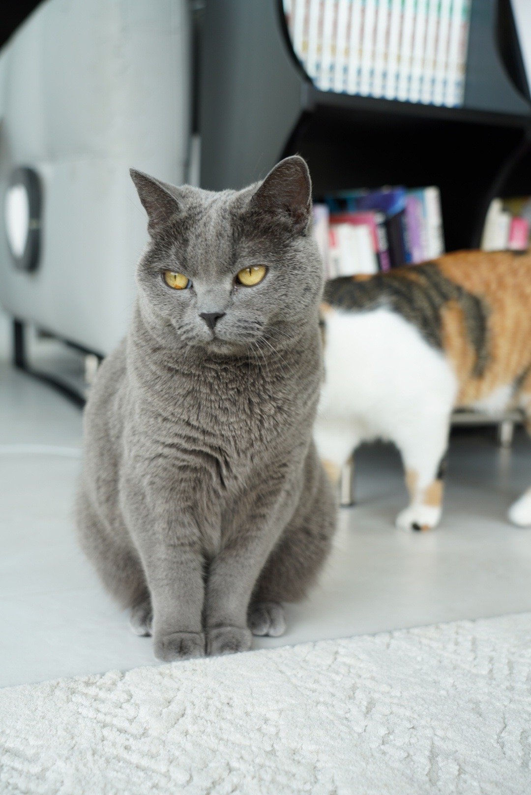 生活破破烂烂，小猫咪缝缝补补#动物奇遇记##生活# ​​​
