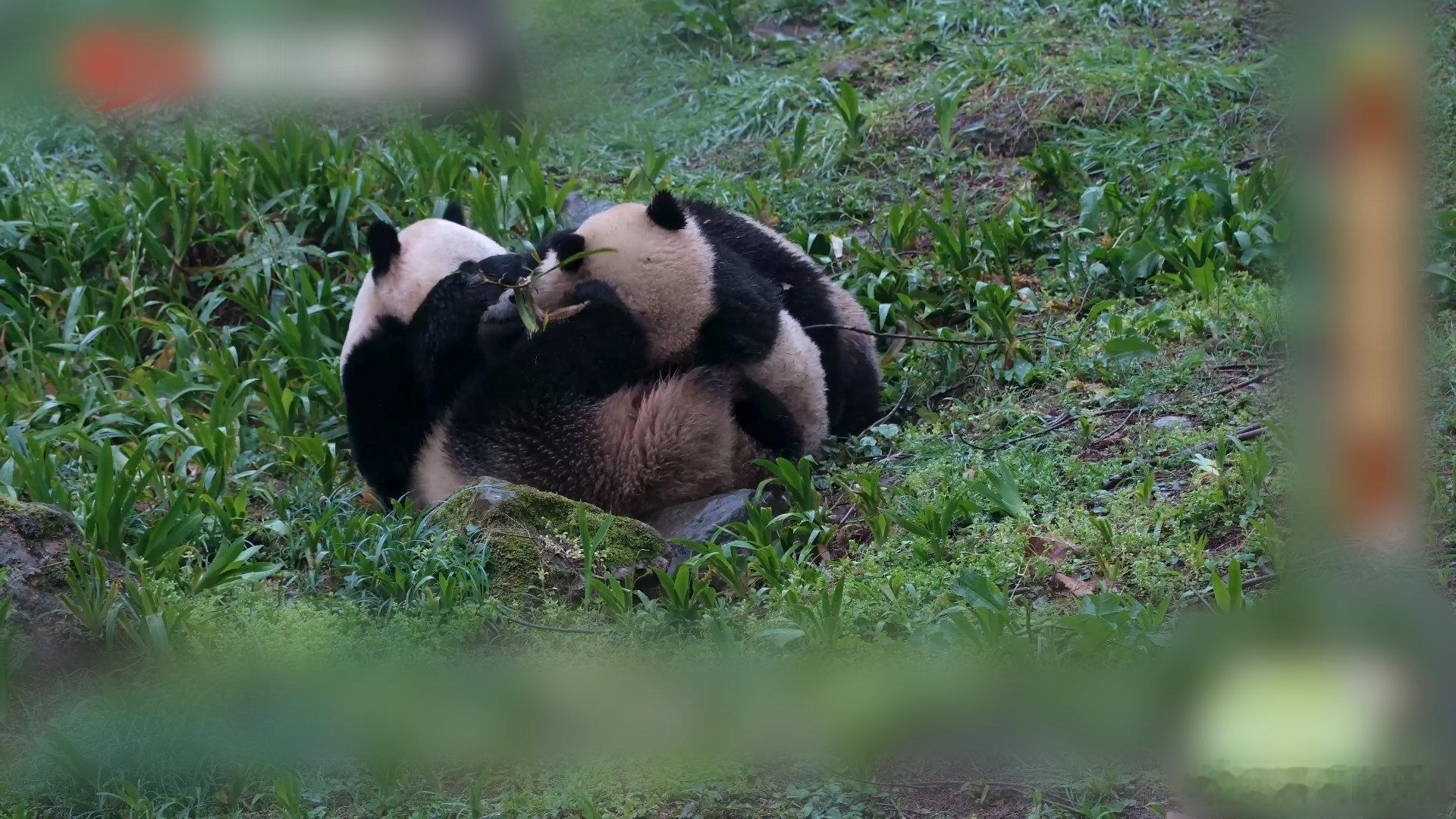 到汶川看超优雅的熊猫福凤 节目马上结束啦～最后再回味福凤的逆袭：从撒娇熊孩子到一