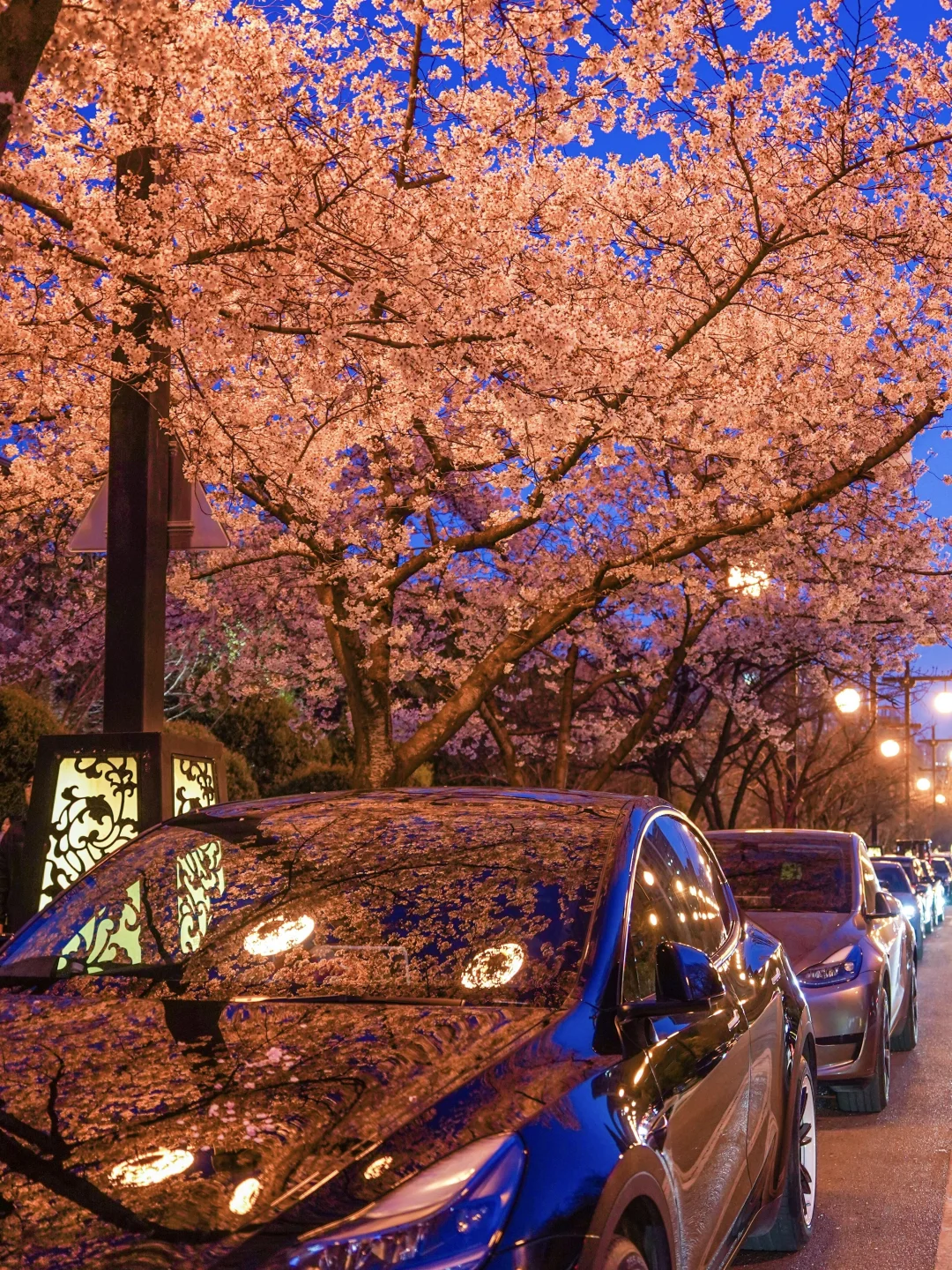 3.27实拍🌸西安蓝调时刻的夜樱美哭啦❗️❗️