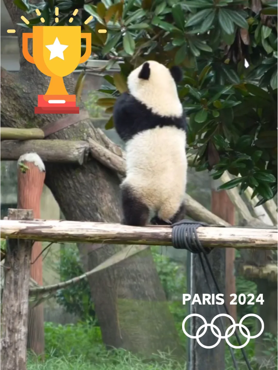 评价一下五太子的平衡木表现力