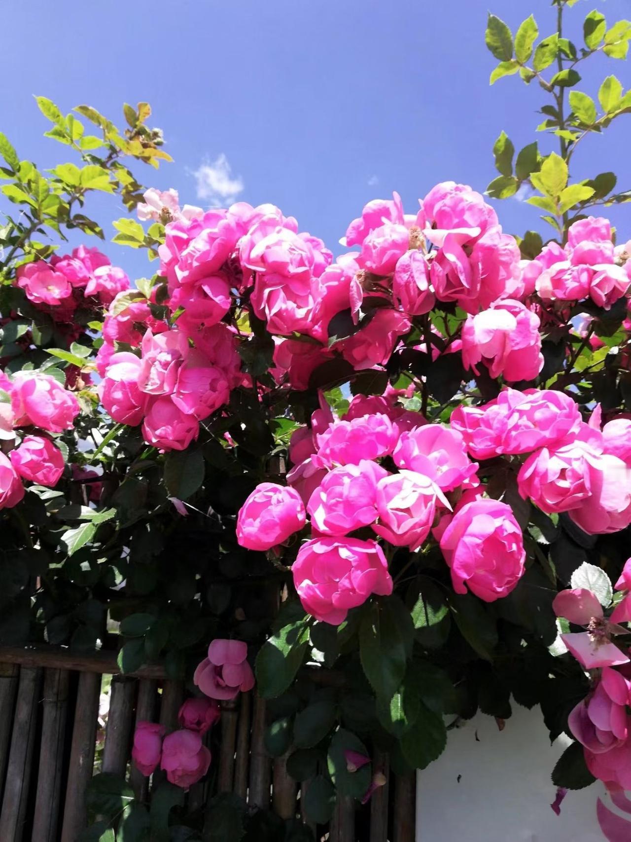 花朵随手拍