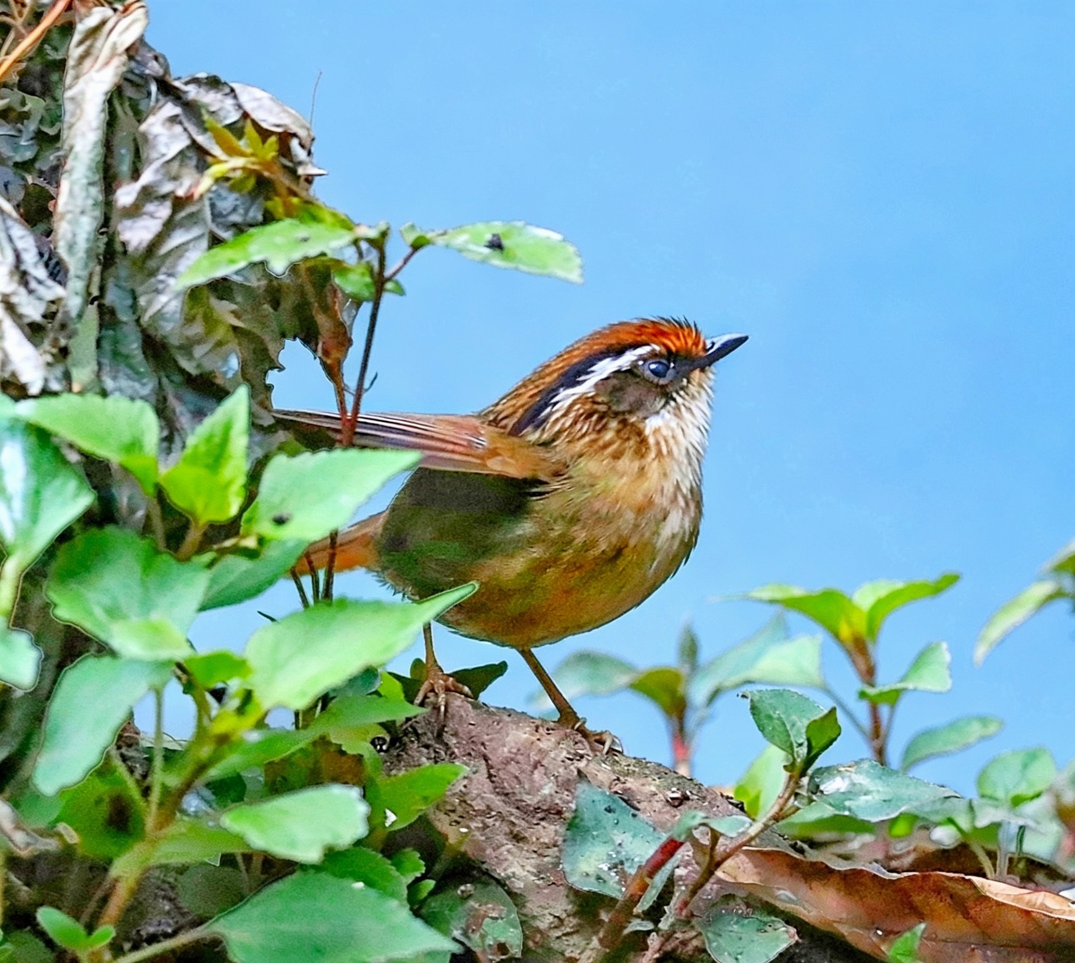 纳指大趋势向上，A股继续走结构化轮动。大概就这样，下午看情况尾盘再说。 