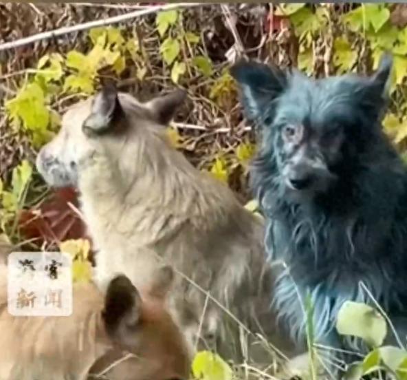 切尔诺贝利核电站附近出现多只蓝色狗！
 
39年前切尔诺贝利核事故后，当地居民撤