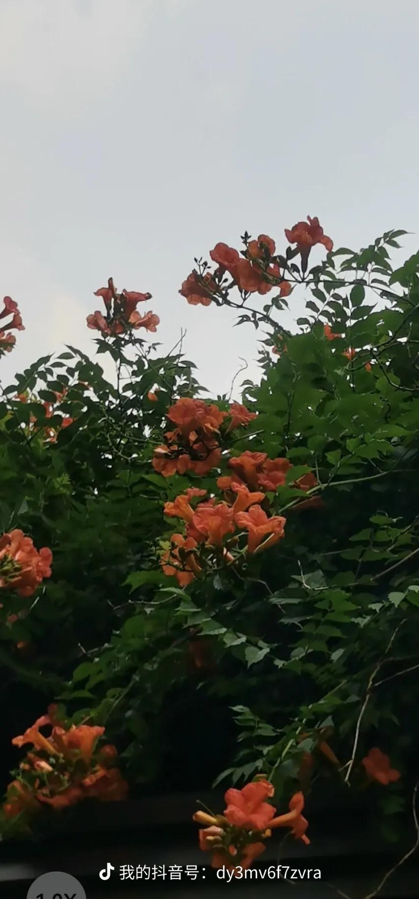 哪位有手机拍摄的凌霄花花开须折就去折，莫留遗憾在心间。