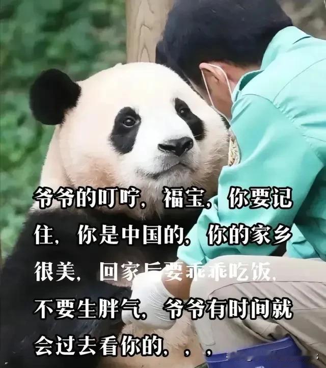 谢谢韩国俩位爷爷发自内心爱福宝和她一家
感动毎一位善良的中国人！
希望福宝回国后