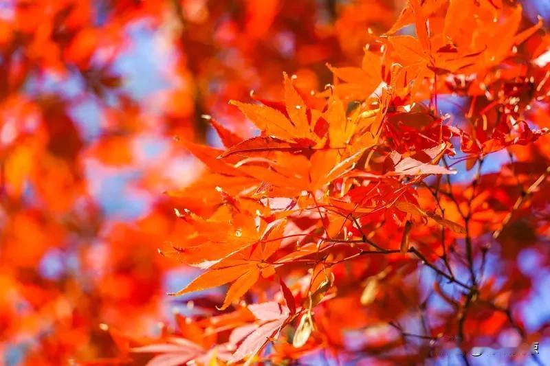 晒图大赛 秋天拍红叶，简直是一场视觉与创作的盛宴！就拿北京坡峰岭来说，那简直就是