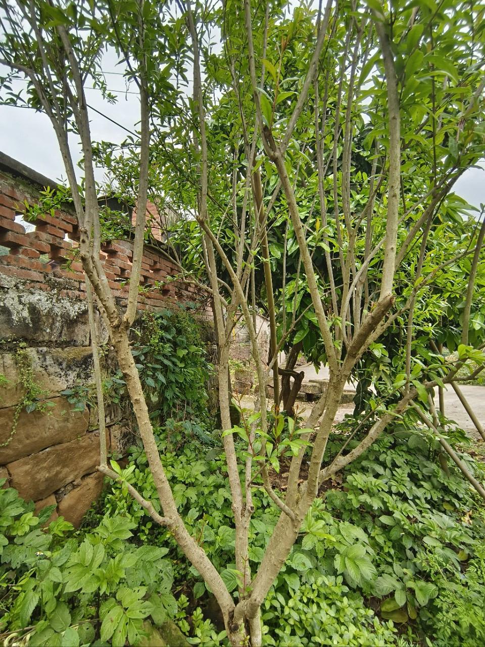 这棵石榴树该怎样打造树形，很明显我们看到的一些问题，枝干较多，树叶繁茂，徒长枝凌