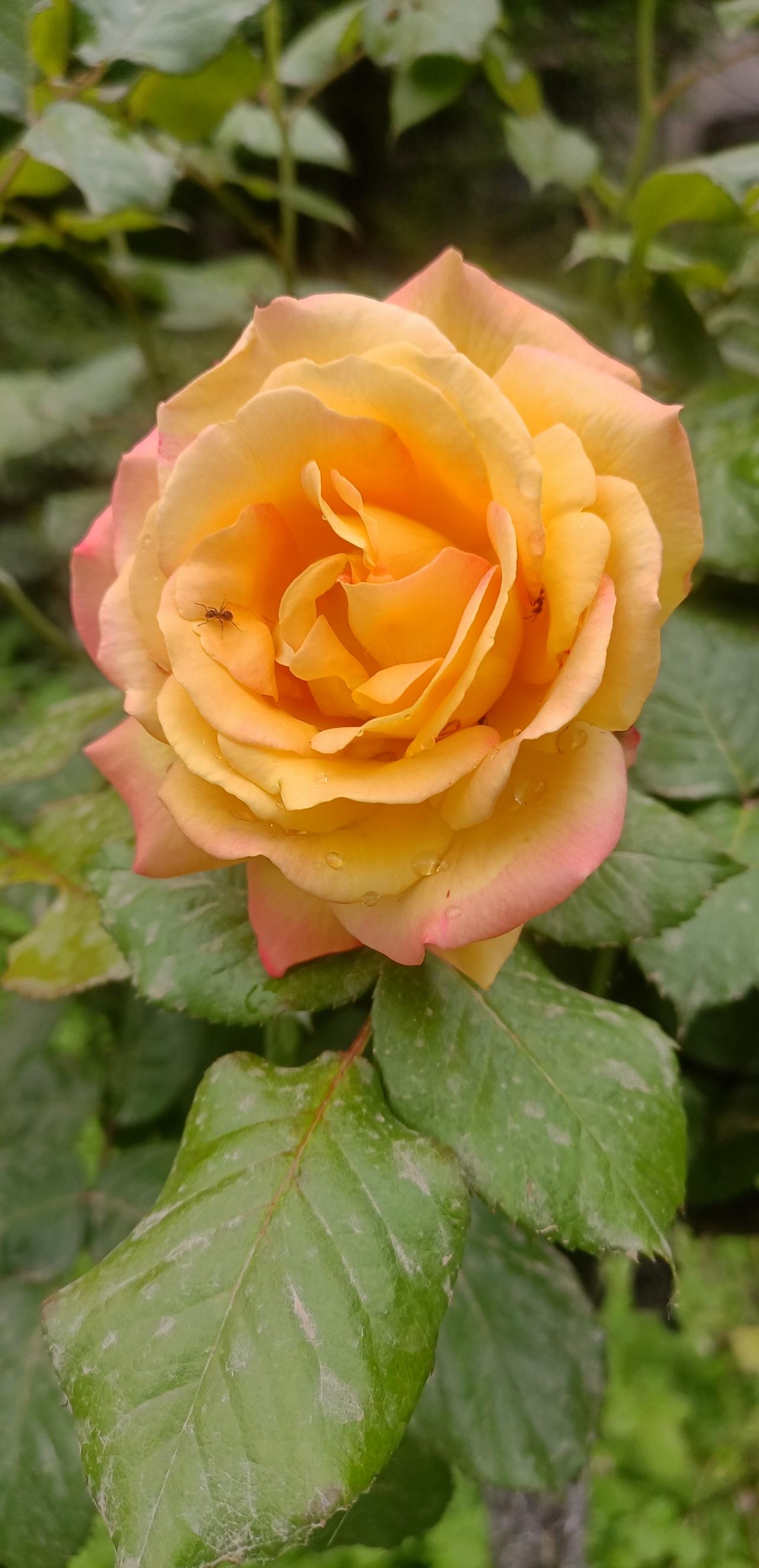 【春之韵·人间谷雨，雨落诗意】春日生活打卡季

人间谷雨，雨落诗意。
看雨润百花