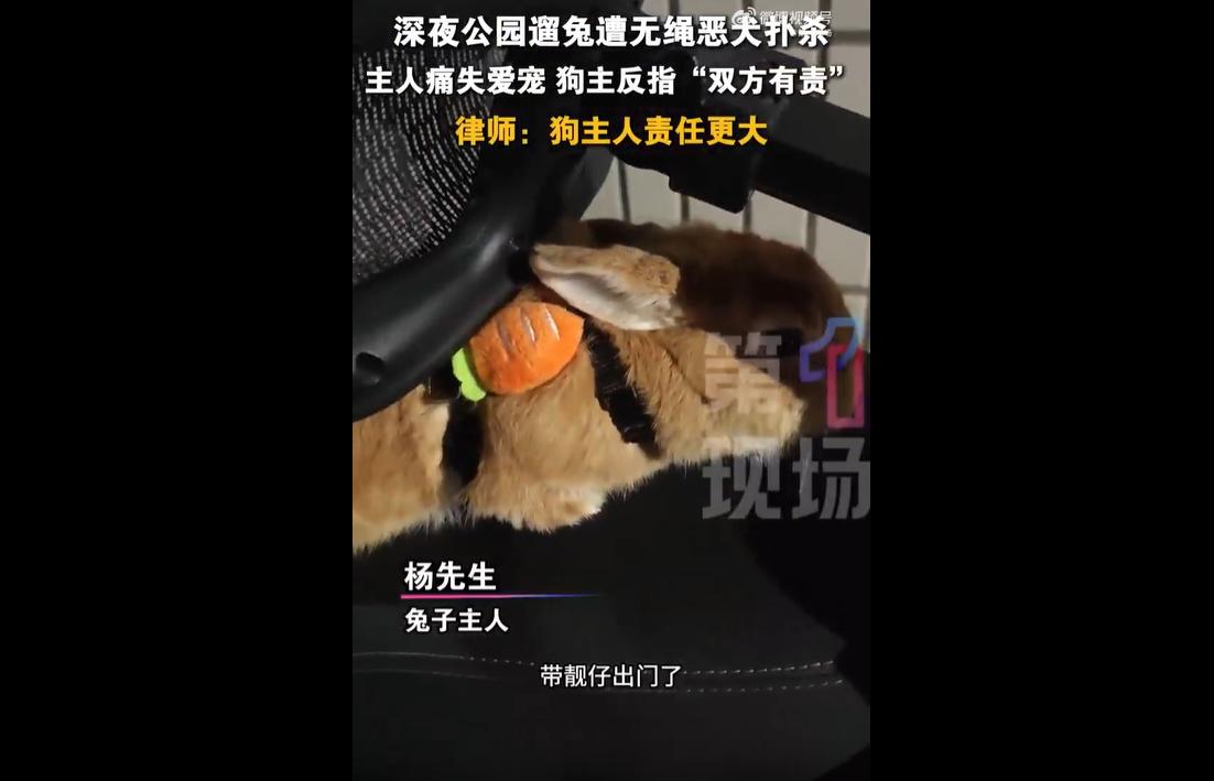6月9日晚，广东深圳杨先生带着饲养一年的宠物兔在公园休闲，突遭四只无绳犬只围攻，