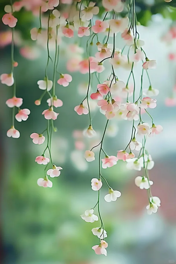 花香依旧