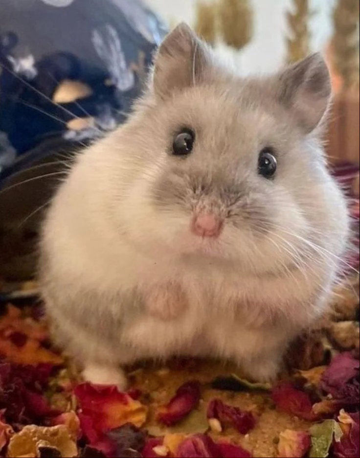 🐻好大 