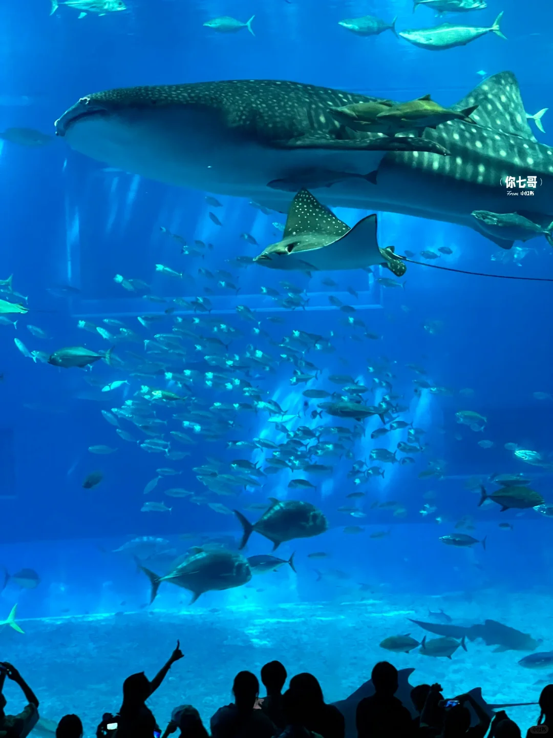 水族馆就是live图的意义吧🐋氛围感的神❕❕