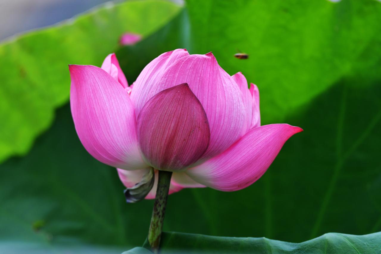 红色的荷花（原创）
2026.06.11摄于广州华南国家植物园荷花照片 荷花盛开