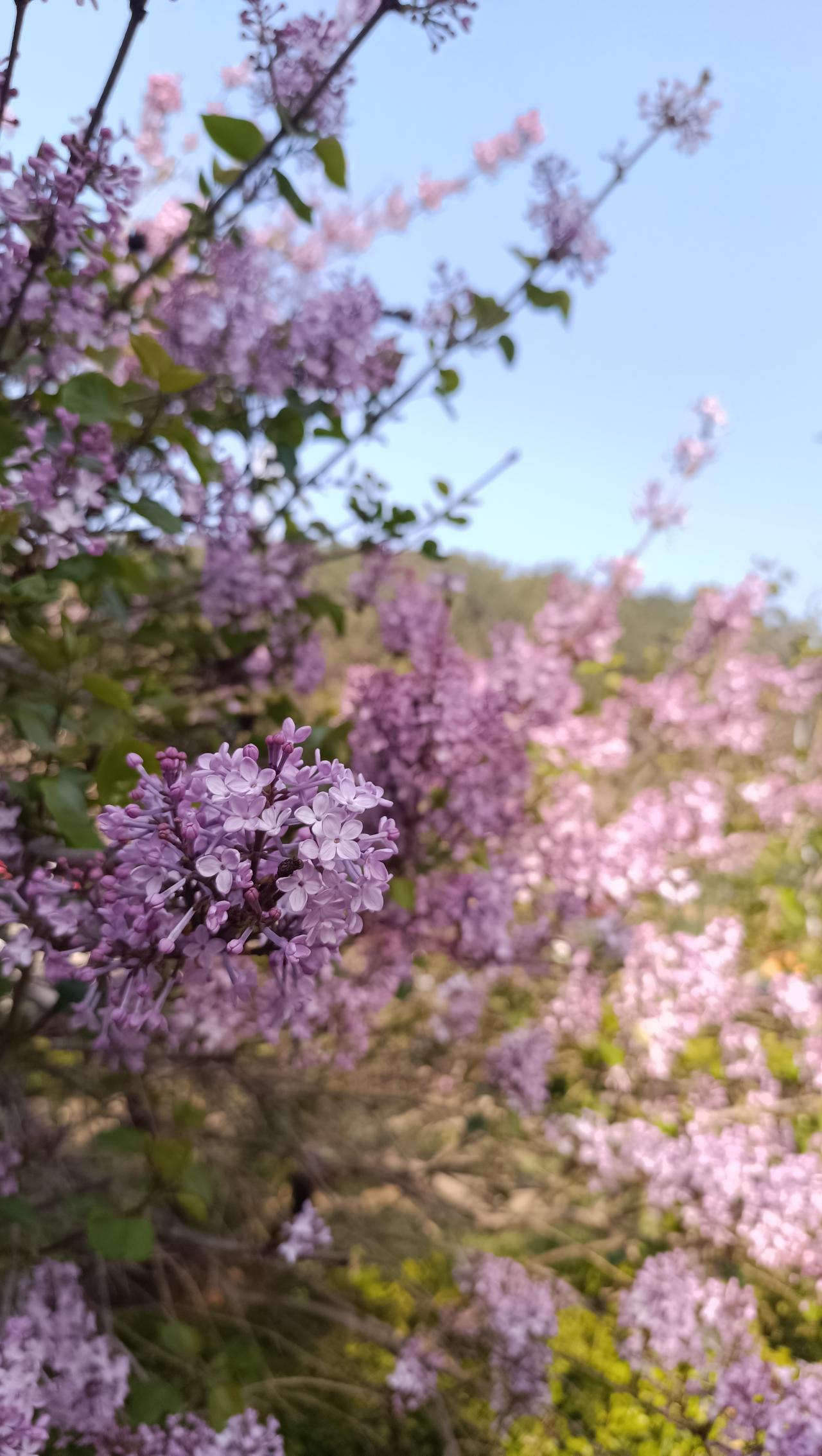 本周第一次Ya爸接不了需要我出动！我周三半夜嗓子疼了一宿，昨天和今天有点感冒症状