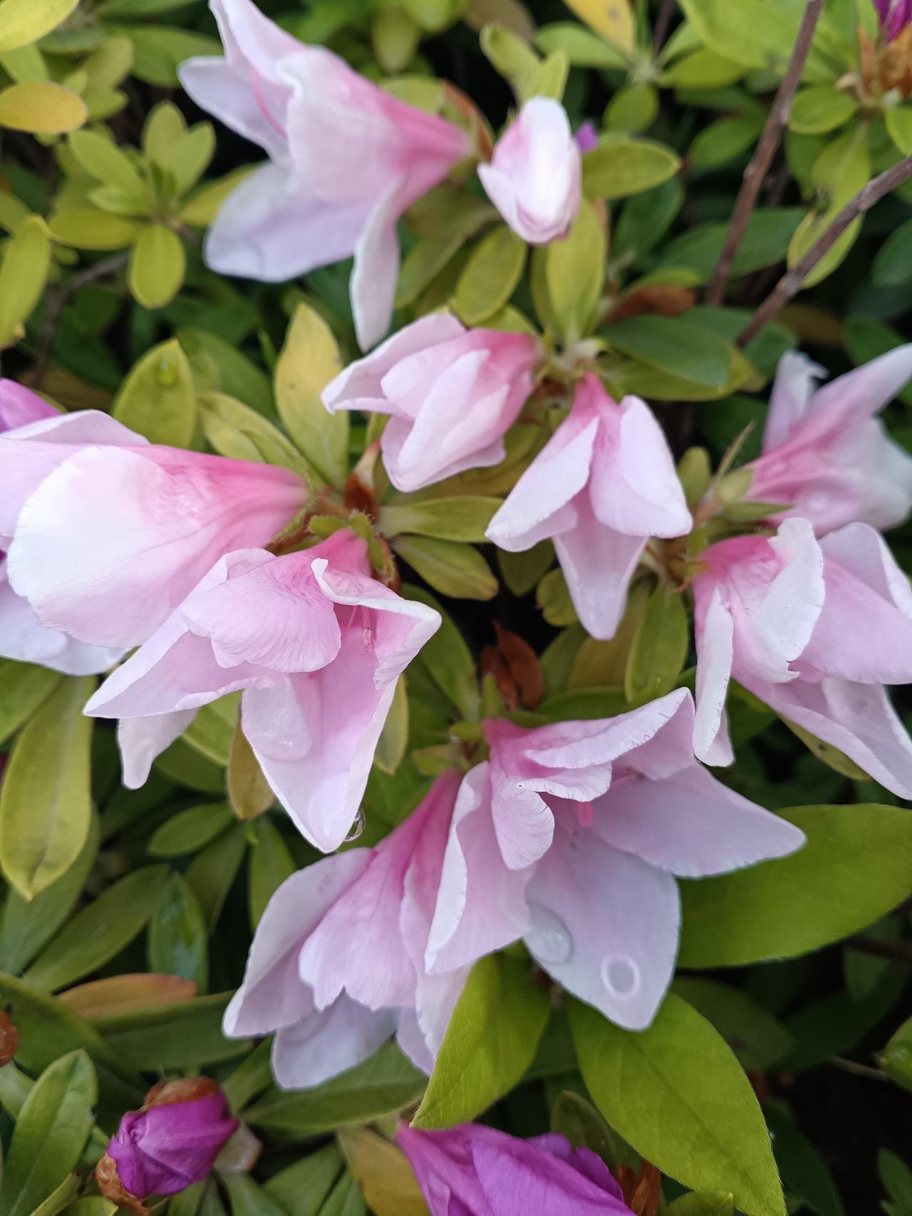 清晨沾着露水的粉白杜鹃，像春日里揉碎的云霞，在绿叶间轻颤，温柔了整个暮春时光。