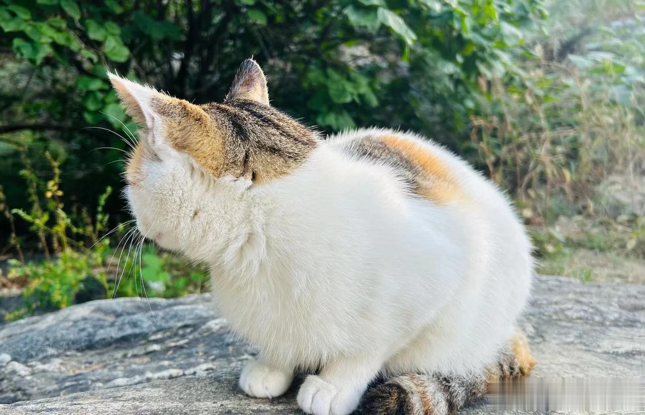 小小的头颅、迷你的身躯、修长的四腿、锋利的爪子、长长的尾巴。“喵！喵嗷——！”钱