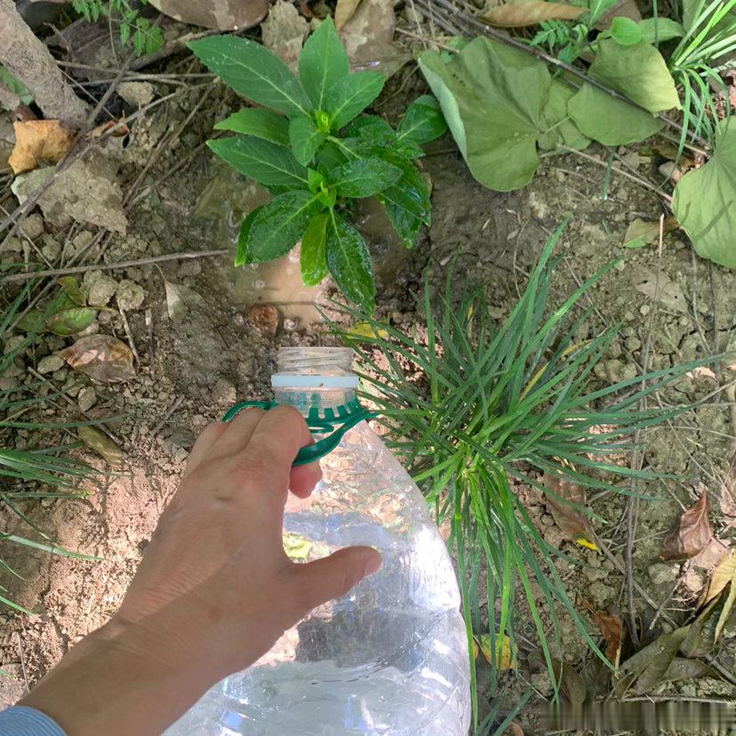 八点不到39度赶紧浇水送水水是高温的生命之源（浅口碗是美人鱼好多年前拿回家，说在