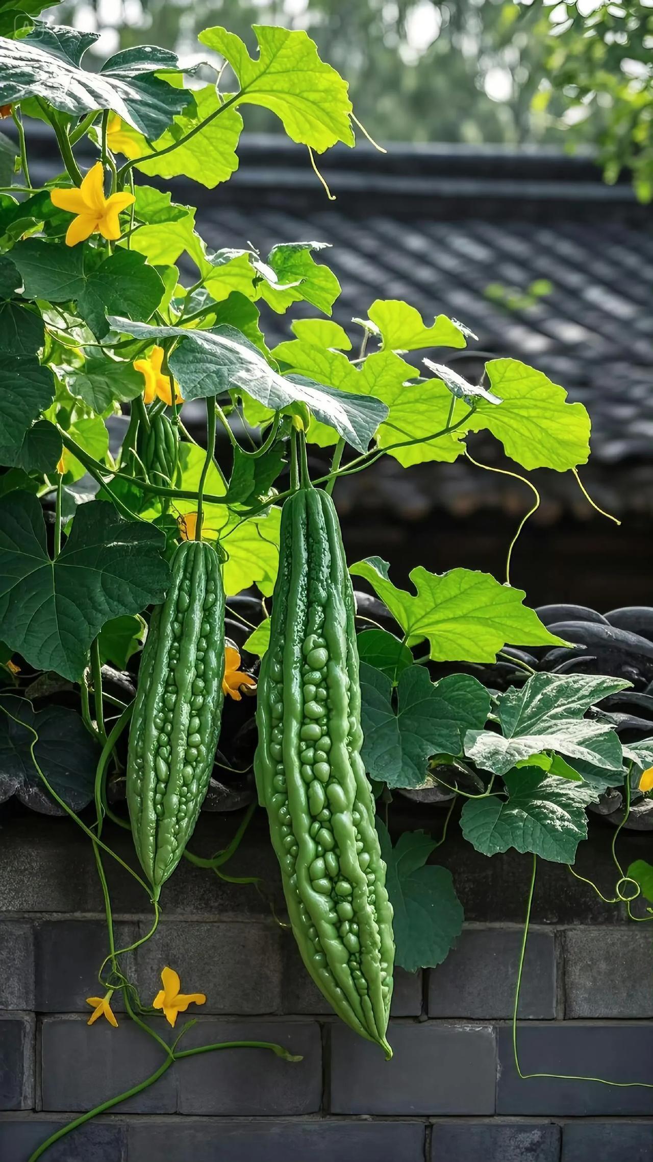 “ 种瓜得瓜,种菜得菜 ”🥒