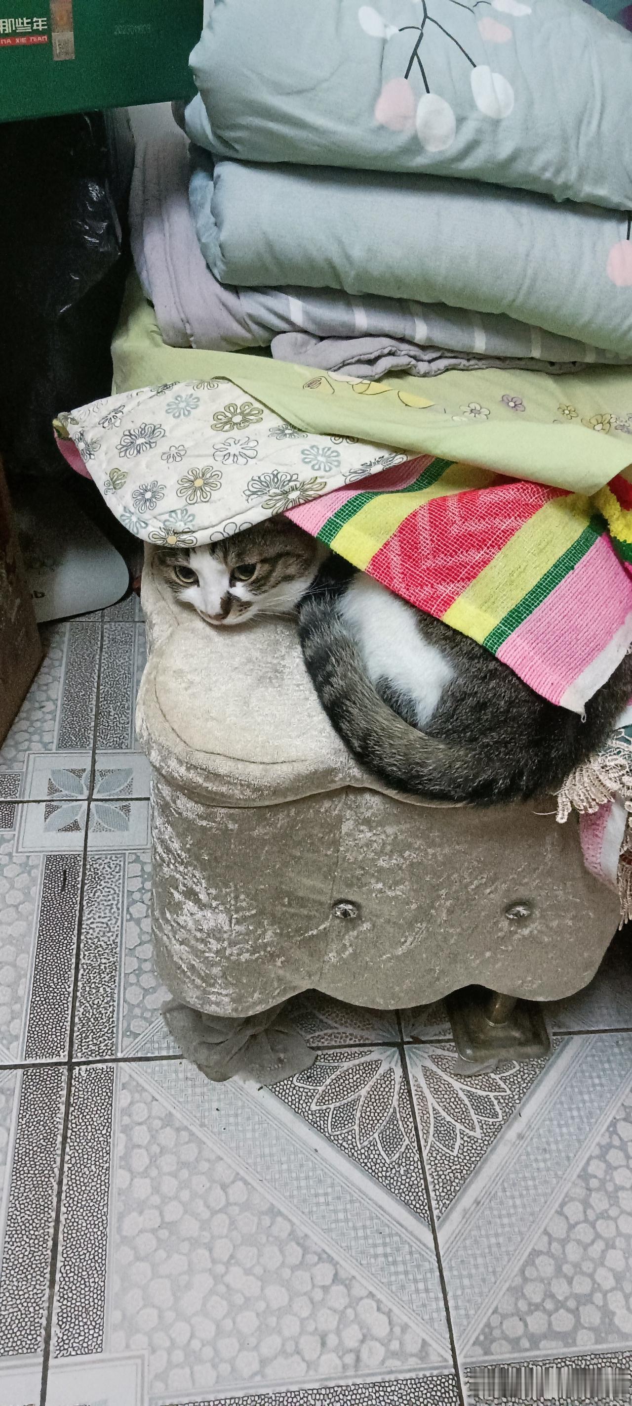 猫主子的“专属小窝”，
主打一个会找地方！
这猫是把自己当小粽子裹起来了？躲在一