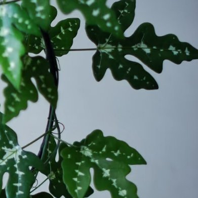 彩叶西番莲（观叶小众藤本）✨外观：并不是百香果品种，主打观叶。叶片是绿、奶白、淡