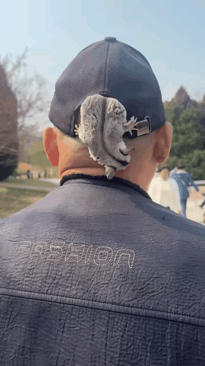 今天走路的时候，碰到一个大哥，给我稀罕坏了！

他脑袋上趴着个小动物，看着像松鼠