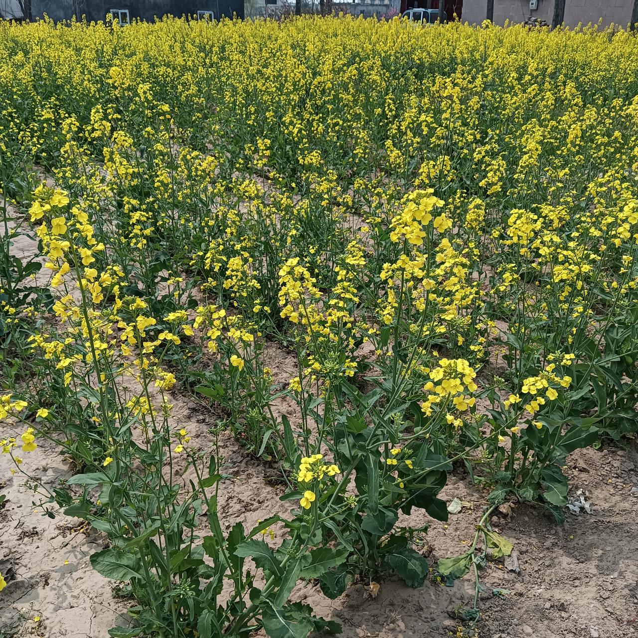 油菜花开了开了
