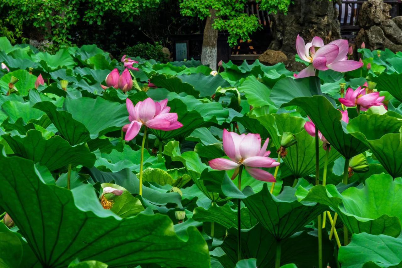 南京莫愁湖。南京莫愁湖