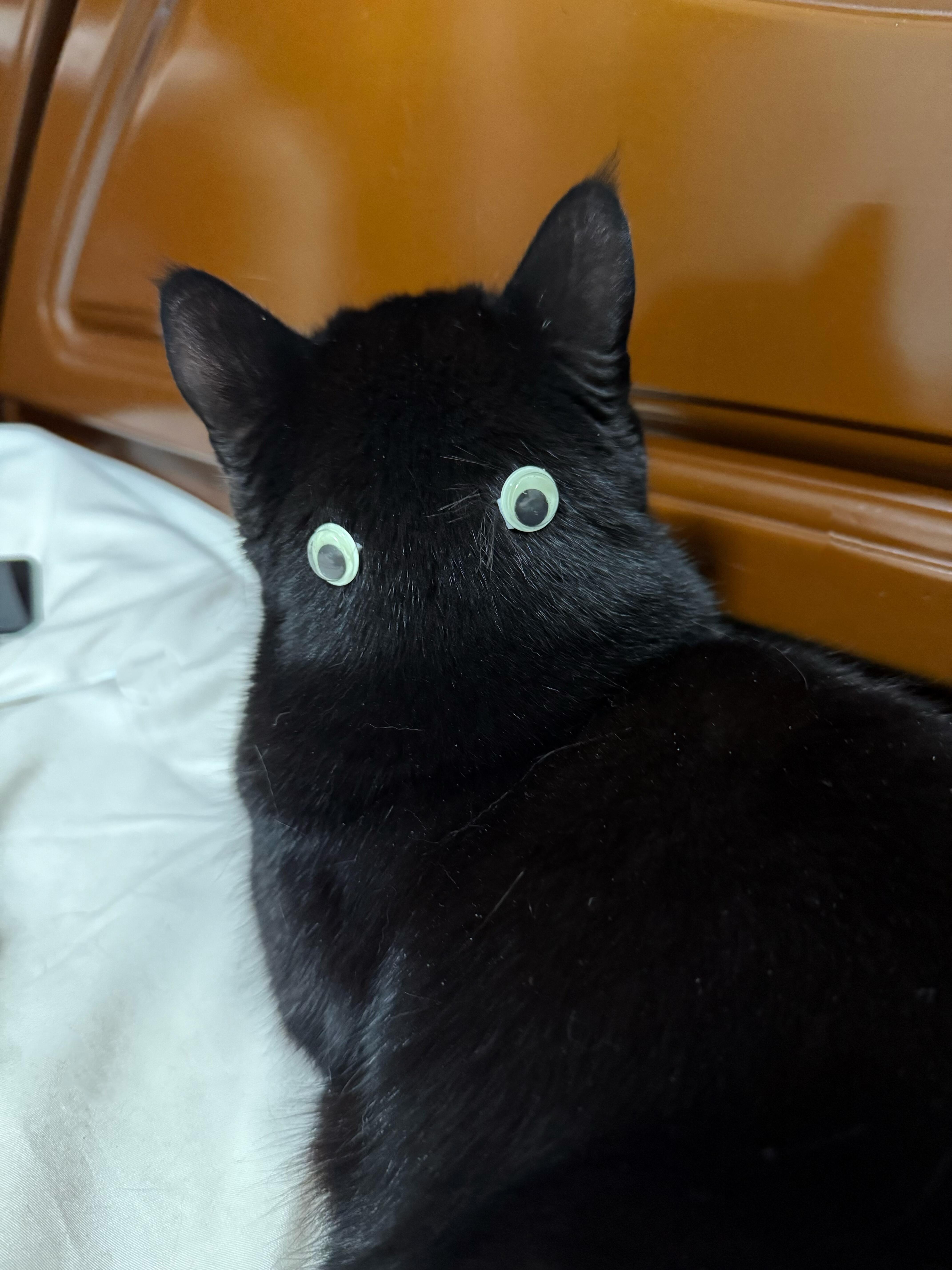 感觉猫咪对自己不够重视所以想让他变得看起来更关心我一些 