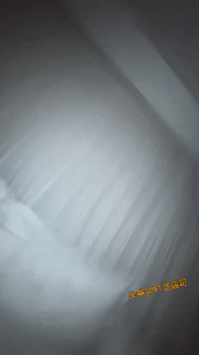 终于看到正常的猫咪穿搭了！