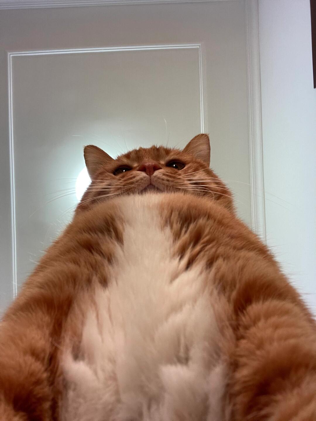 人，在干嘛？想猫了吗？ 