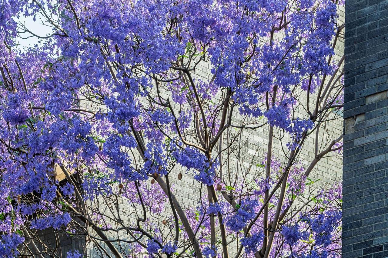 昆明富民上河院蓝花楹。昆明富民上河院蓝花楹