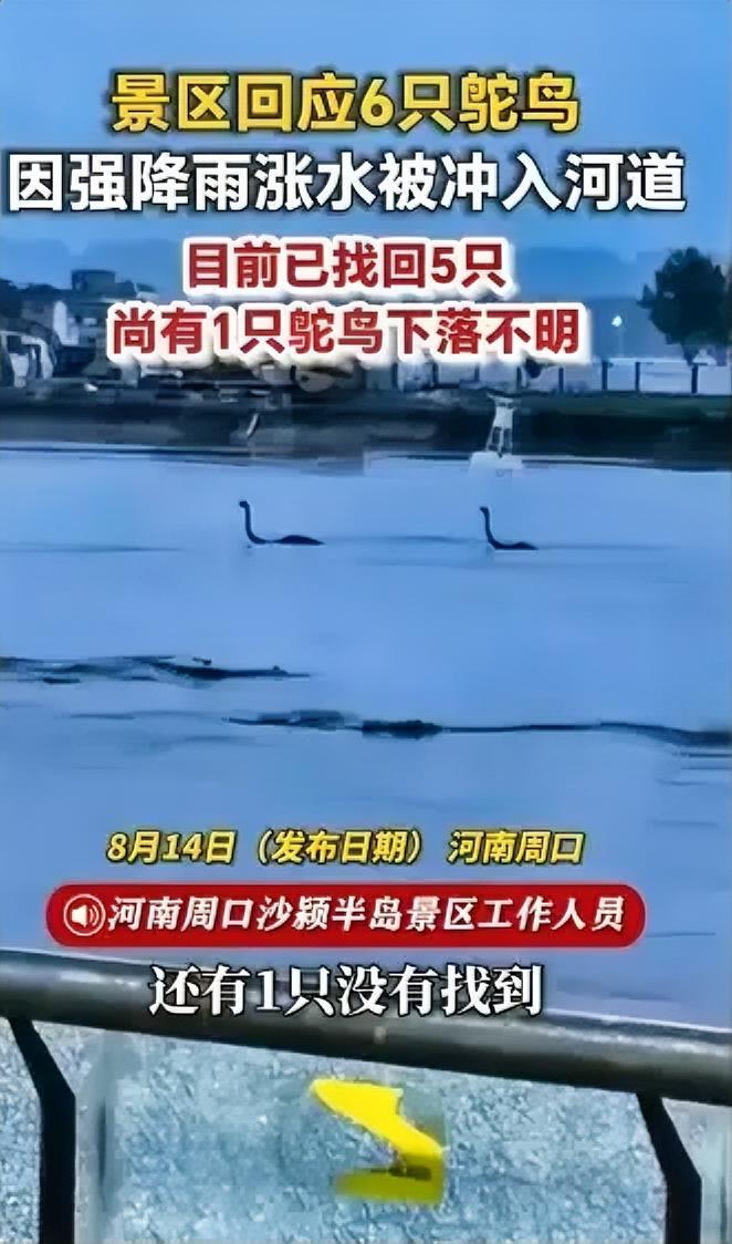 暴雨闯祸！景区鸵鸟被洪水冲进河道
 
8月13日，河南周口遭遇持续强降雨，河流水