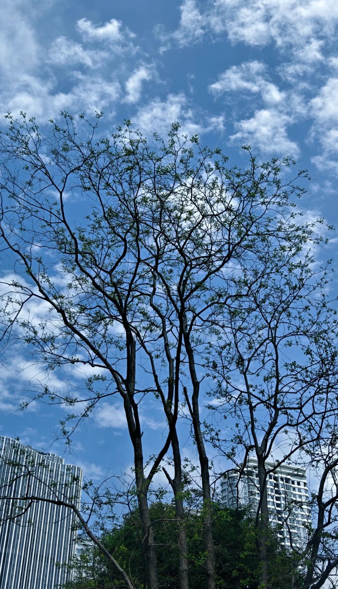 4月18号的上海终于看到了蓝天白云
蓝天 蓝天白云如期而至