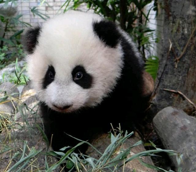 日议员提议去台湾换大熊猫要不要脸啊？你猜台湾的大熊猫怎么来的！ 