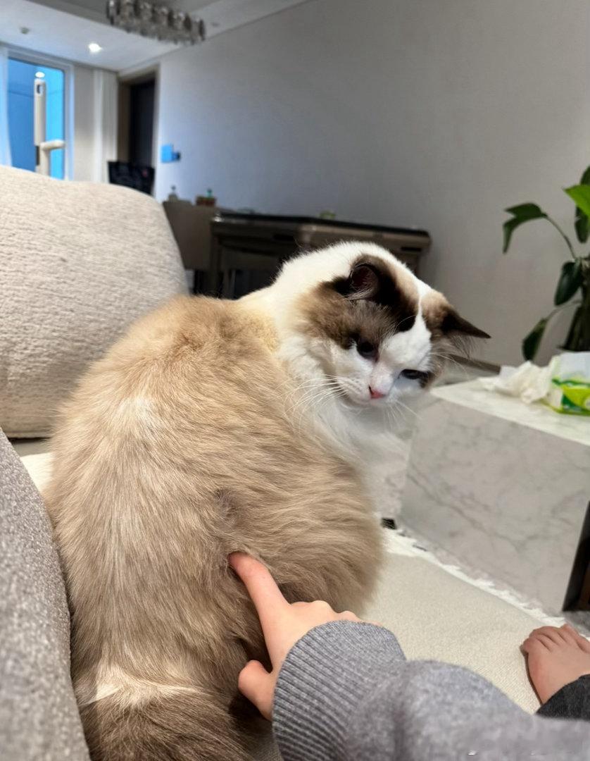 我想一只小猪 ​​​