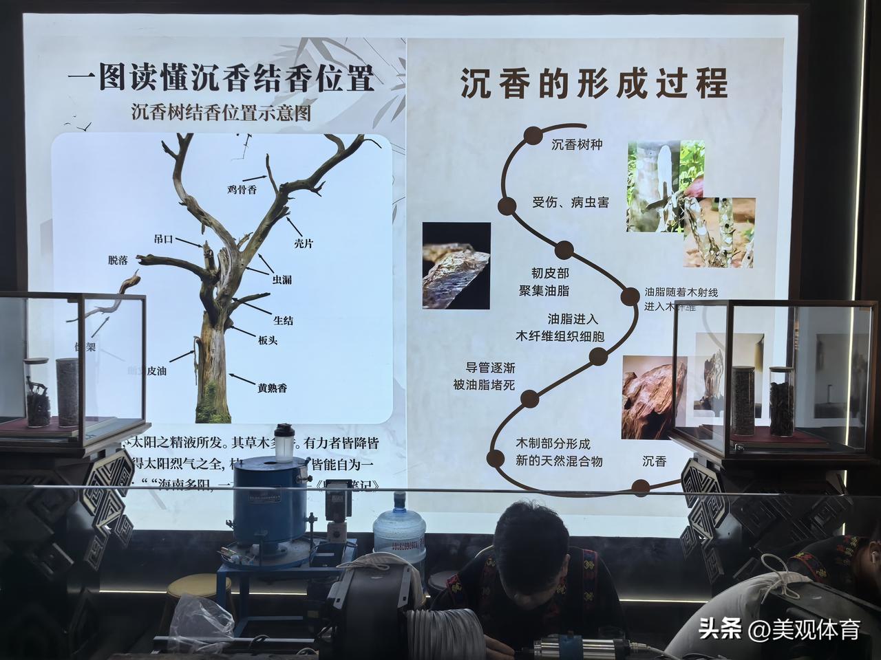 沉香的形成过程以及沉香的成香的部位。工人现场采集沉香的场面。