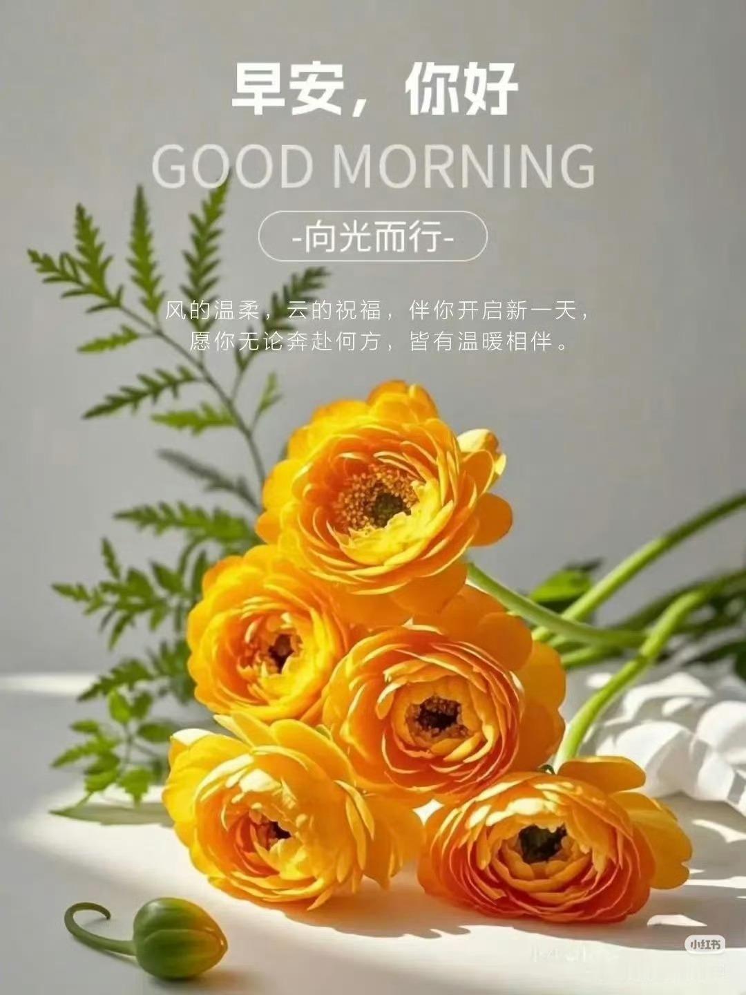 周三早上好🌻🌻风的温柔，云的祝福，伴你开启新的一天，愿你无论奔向何方，皆有温