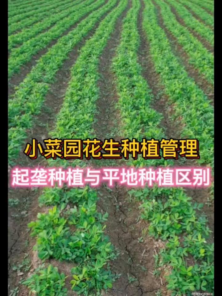 小菜园花生种植管理：起垄种植与平地种植区别。