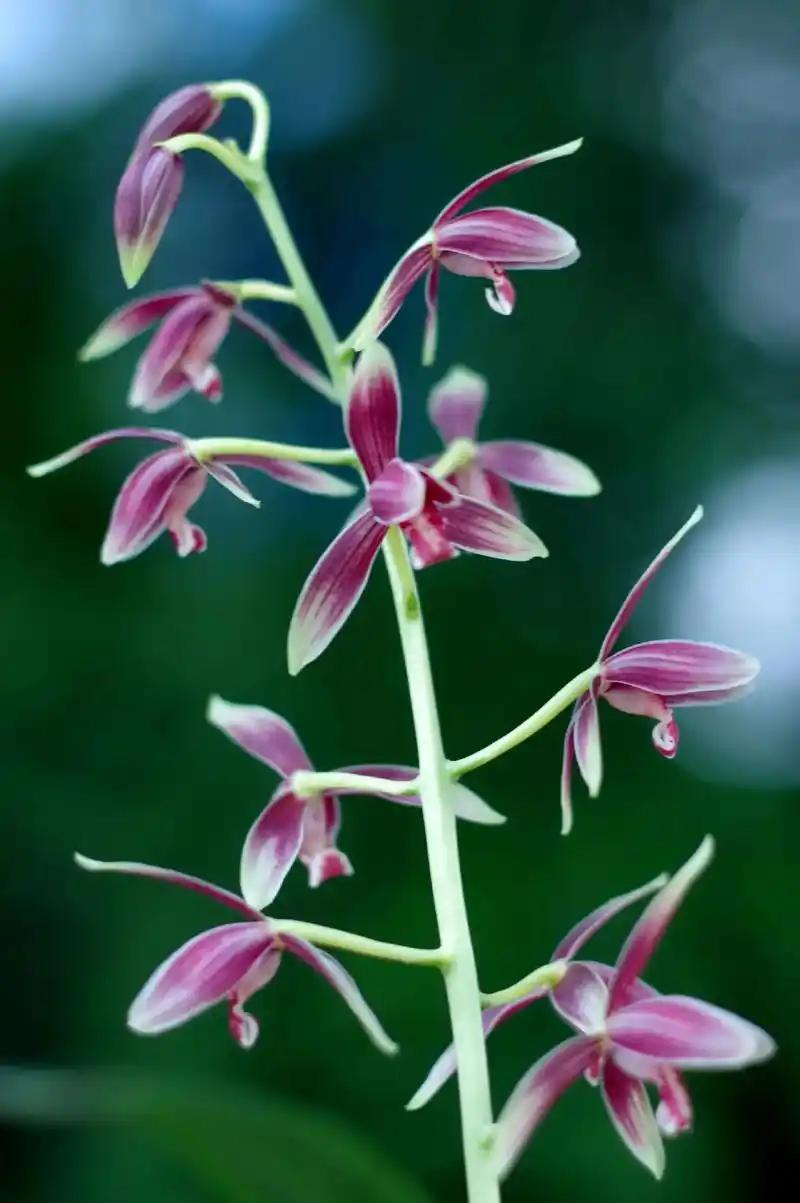 下联：命运多舛戾。