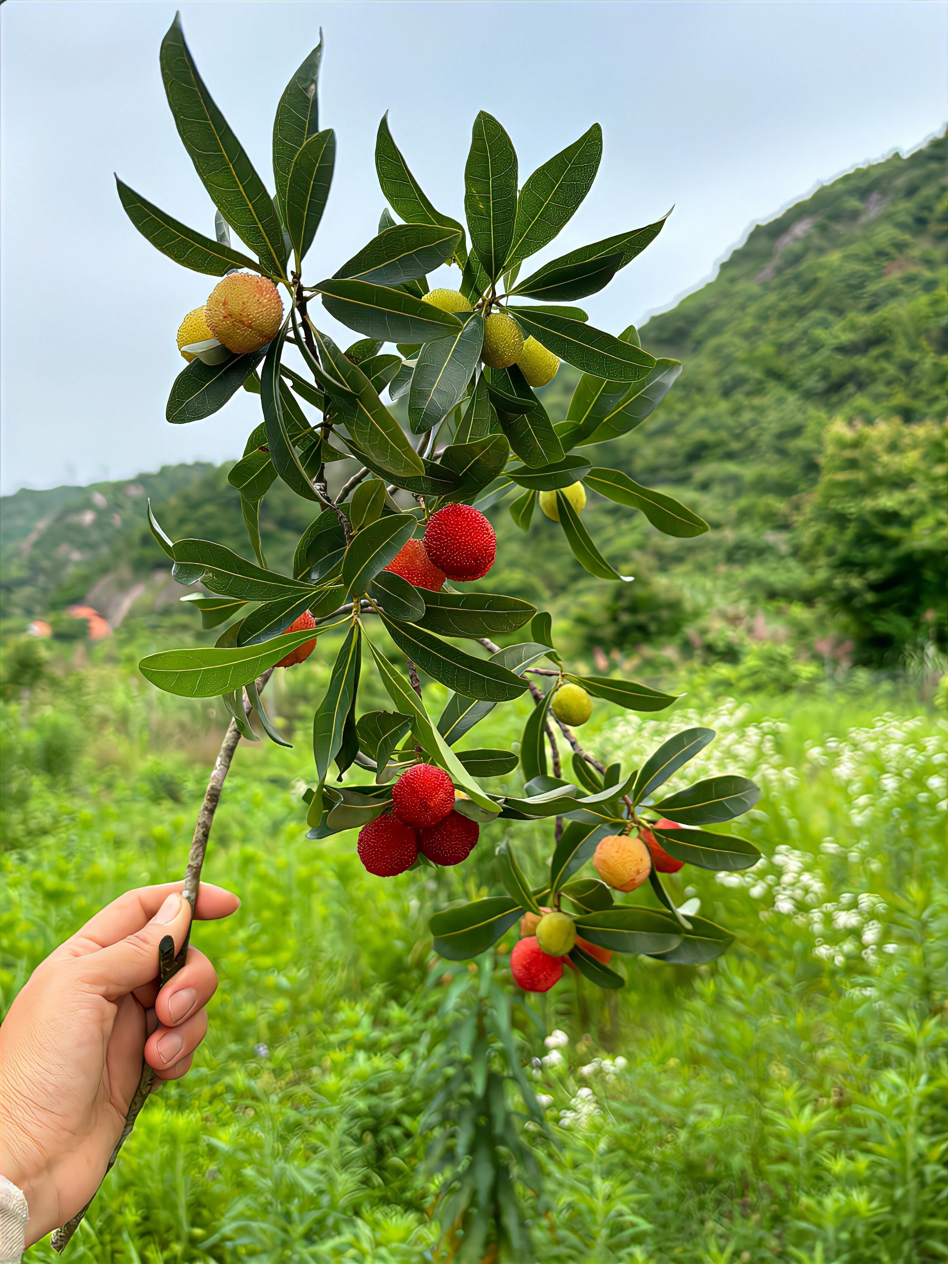 夏日的乡村，藏着平淡生活里的岁月静好。 