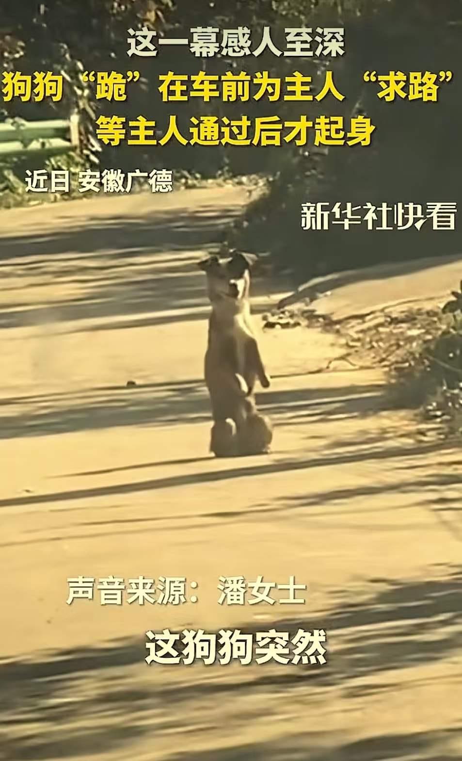 这狗也太有灵性了吧！”安徽广德，女子和老公开车路过一条乡村山路，突然一条狗跪在路