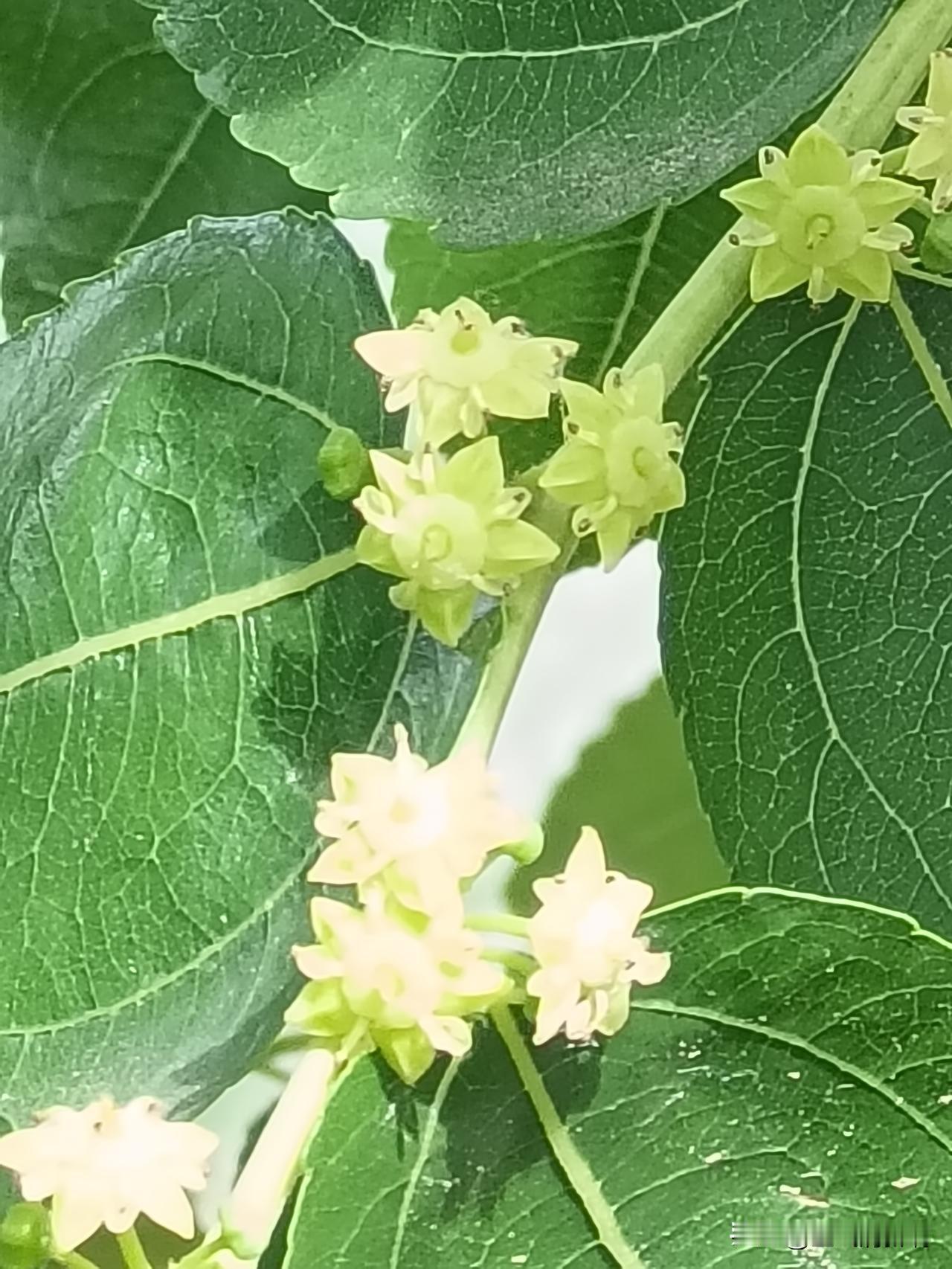 又到了枣花盛开的时候，
离着老远就闻到花的香味，
走近能看到花间，
有许多小蜜蜂
