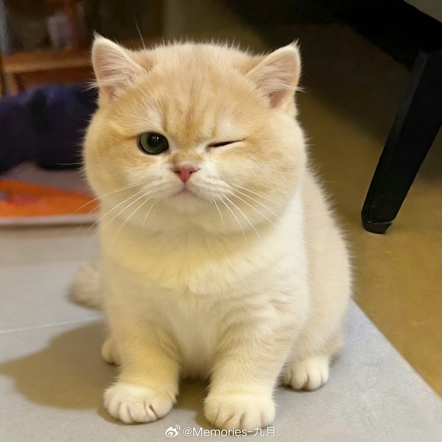 WeChat｜可爱的猫猫狗狗头像🌟✨在喜欢的氛围里享受所有𖥦🧸可爱头像