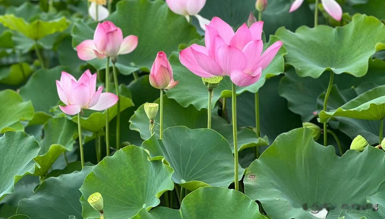 ❤️“进公司前仁义礼智信，进公司后贪嗔痴慢疑”––PaPI酱金句。企业里最大的公